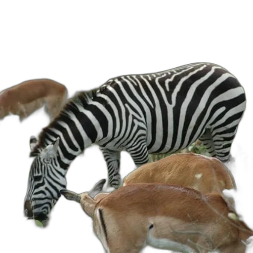 animal, creature, hat, staff transparent PNG cut-out