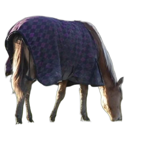 jacket, dress, animal, creature transparent PNG cut-out