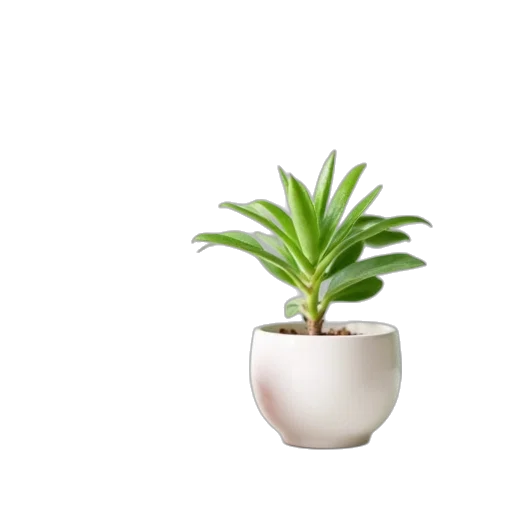 crown, flower, furniture, hat transparent PNG cut-out
