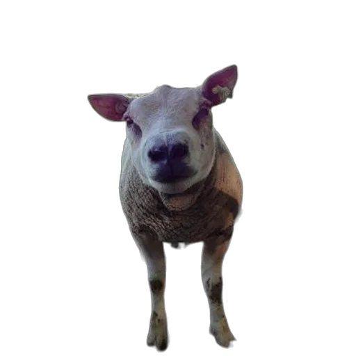 animal, creature, face, mask transparent PNG cut-out