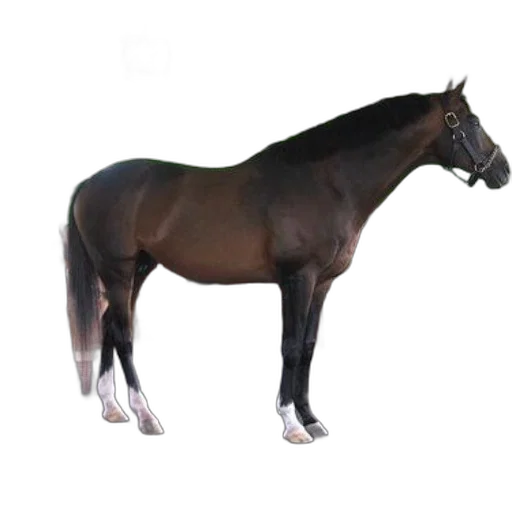 animal, creature, staff, crown transparent PNG cut-out