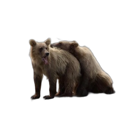 animal, creature, staff, hair transparent PNG cut-out