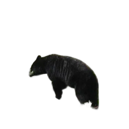 animal, hair, creature, staff transparent PNG cut-out