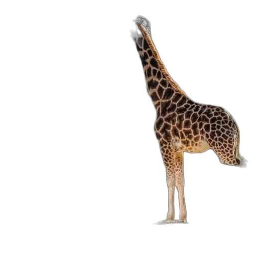 animal, creature, staff, weapon transparent PNG cut-out