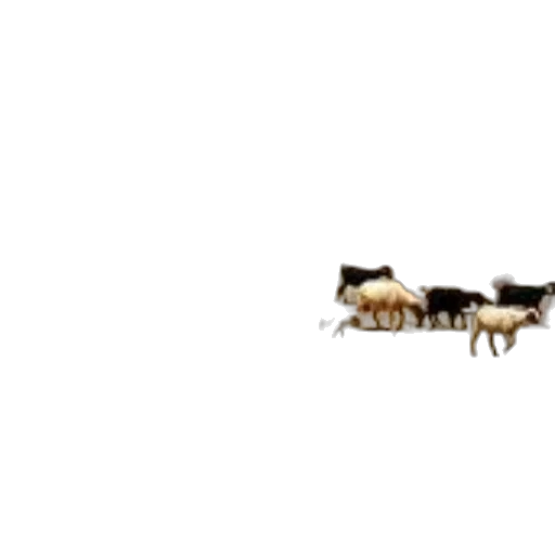 animal, food, car, furniture transparent PNG cut-out