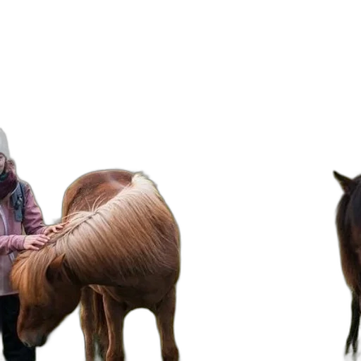 animal, creature, staff, hair transparent PNG cut-out