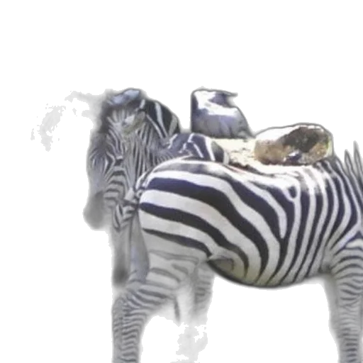 animal, creature, furniture, 3d render transparent PNG cut-out