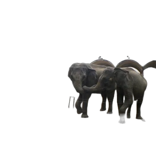 animal, creature, 3d render, concept art transparent PNG cut-out