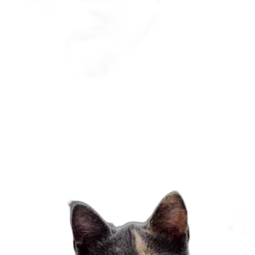 animal, face, staff, creature transparent PNG cut-out