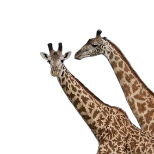 animal, creature, hat, 3d render transparent PNG cut-out