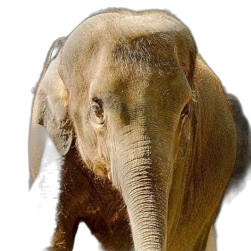 animal, creature, face, staff transparent PNG cut-out