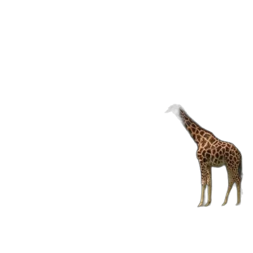 animal, creature, umbrella, furniture transparent PNG cut-out