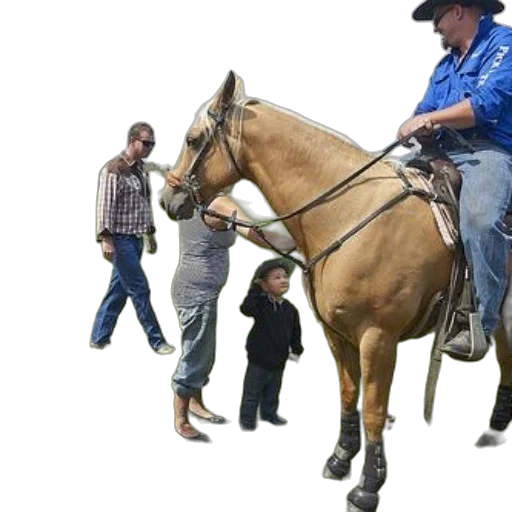 animal, staff, jacket, man transparent PNG cut-out