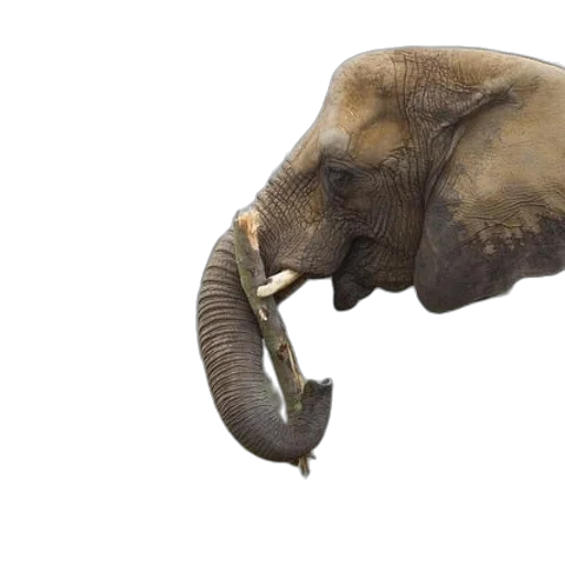 animal, staff, hat, weapon transparent PNG cut-out