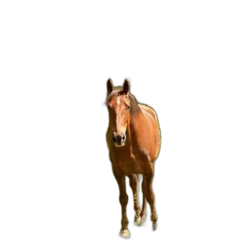 animal, creature, staff, hat transparent PNG cut-out