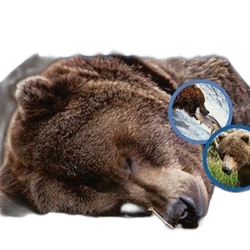 animal, creature, book, cover transparent PNG cut-out