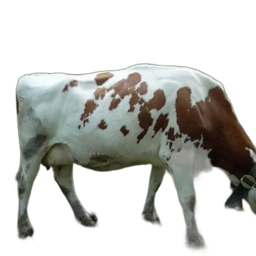 animal, food, creature, jewelry transparent PNG cut-out