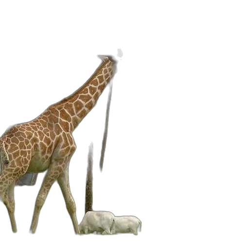 animal, creature, staff, weapon transparent PNG cut-out