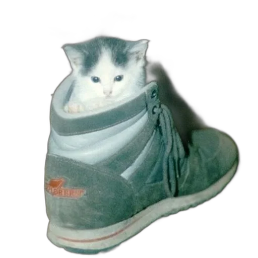 shoes, animal, creature, hat transparent PNG cut-out