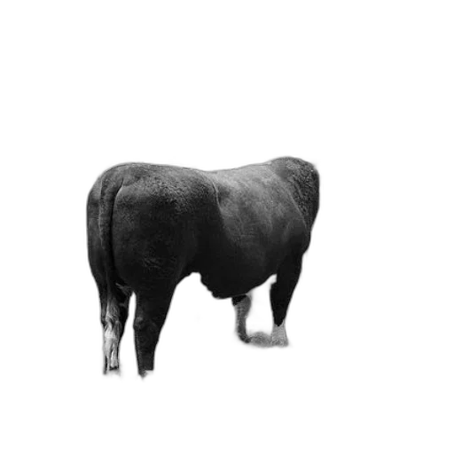 animal, creature, food, face transparent PNG cut-out