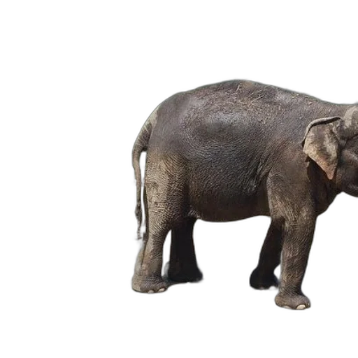 animal, creature, staff, weapon transparent PNG cut-out