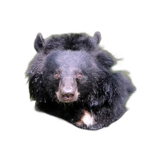 animal, hat, creature, mask transparent PNG cut-out