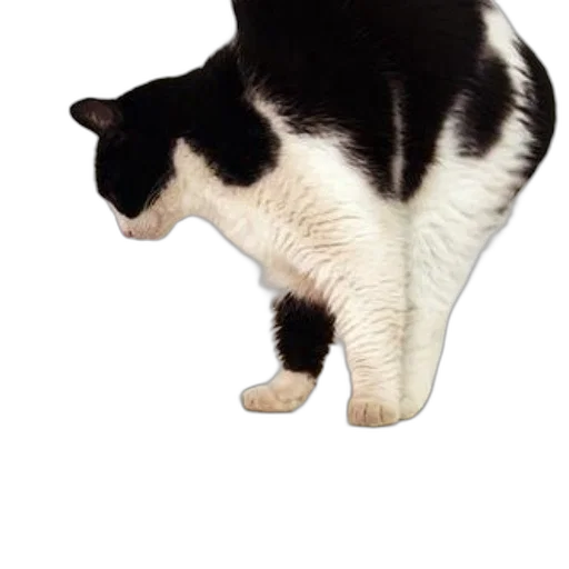 animal, creature, staff, hat transparent PNG cut-out