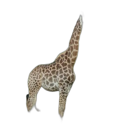 animal, creature, staff, dragon transparent PNG cut-out