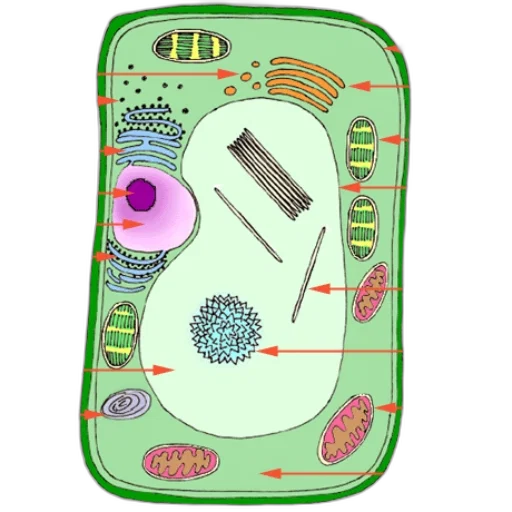 outer space, underwater, detailed, diagram transparent PNG cut-out