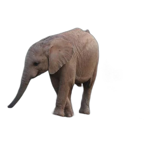 animal, creature, staff, weapon transparent PNG cut-out