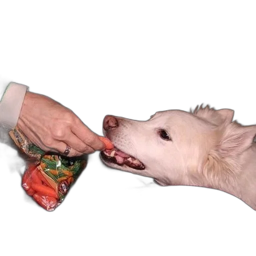 food, animal, bottle, creature transparent PNG cut-out
