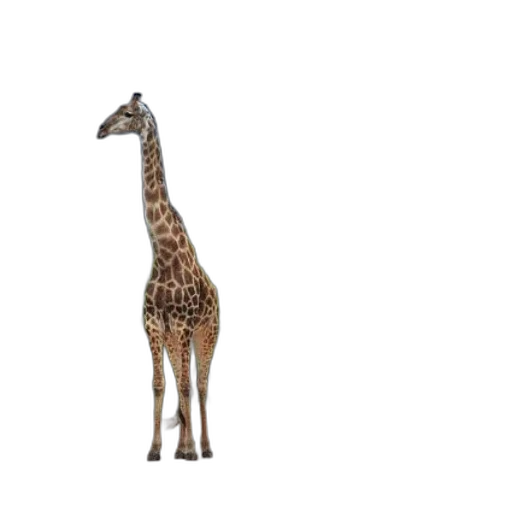 animal, creature, staff, hat transparent PNG cut-out