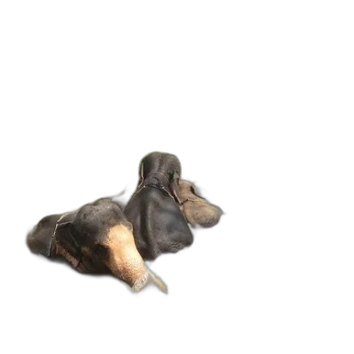 animal, food, shoes, creature transparent PNG cut-out