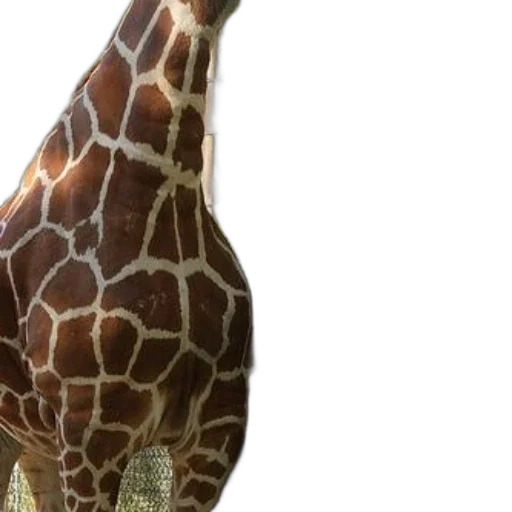 animal, creature, shoes, bottle transparent PNG cut-out