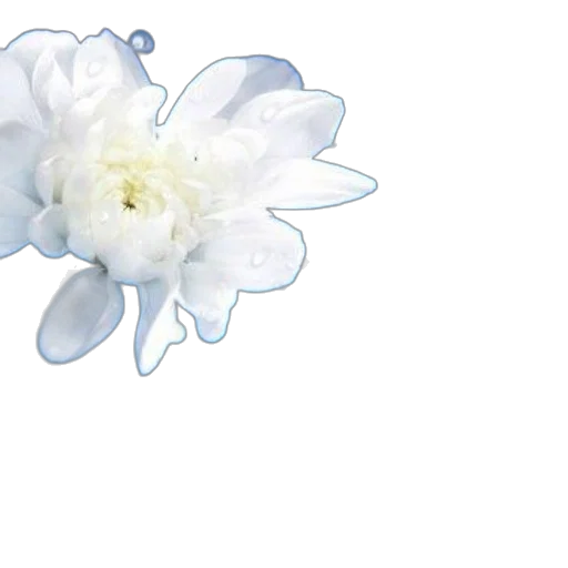 flower, crown, jewelry, weapon transparent PNG cut-out