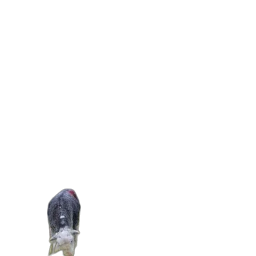 staff, umbrella, bottle, shoes transparent PNG cut-out