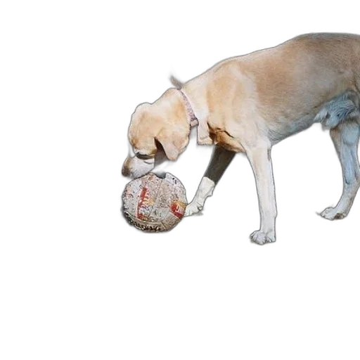 animal, creature, weapon, photorealistic transparent PNG cut-out