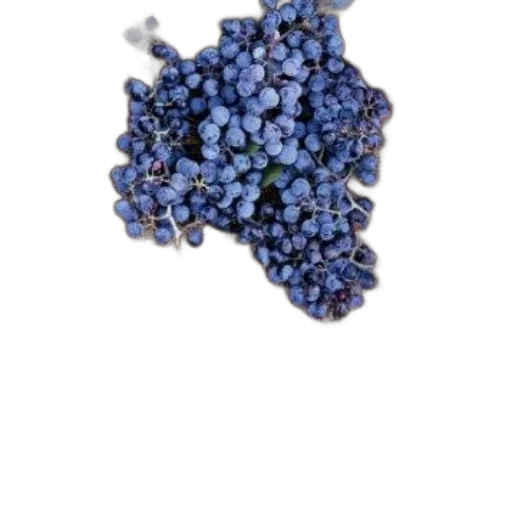 food, crown, jewelry, flower transparent PNG cut-out