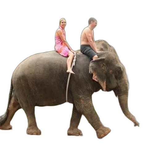 animal, creature, concept art, photorealistic transparent PNG cut-out