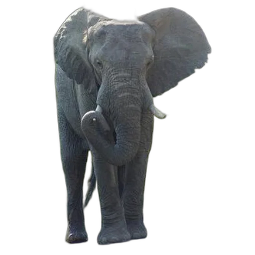 animal, staff, creature, weapon transparent PNG cut-out