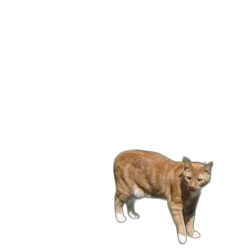 animal, creature, staff, face transparent PNG cut-out