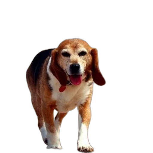 animal, creature, staff, face transparent PNG cut-out