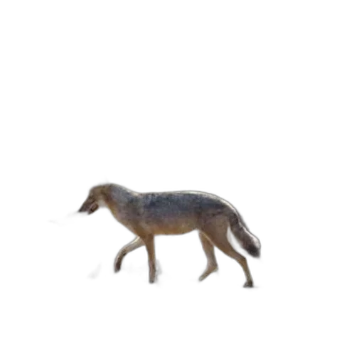 animal, creature, dragon, robot transparent PNG cut-out