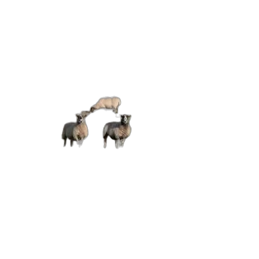 animal, furniture, creature, jewelry transparent PNG cut-out