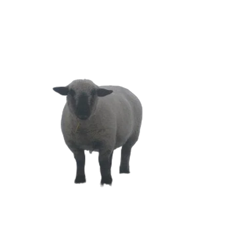 animal, creature, face, robot transparent PNG cut-out