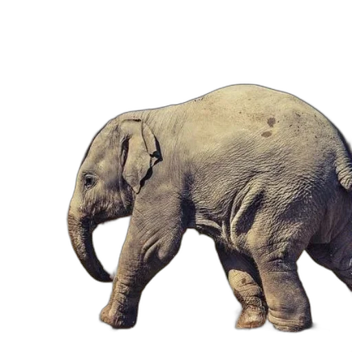 animal, creature, photorealistic, 3d render transparent PNG cut-out