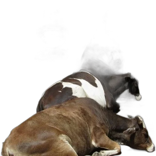 animal, furniture, creature, staff transparent PNG cut-out