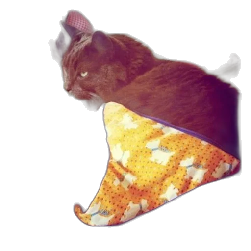 hat, food, animal, shoes transparent PNG cut-out