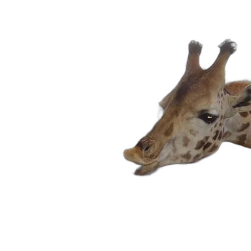animal, creature, shoes, face transparent PNG cut-out