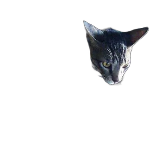 animal, creature, face, dragon transparent PNG cut-out